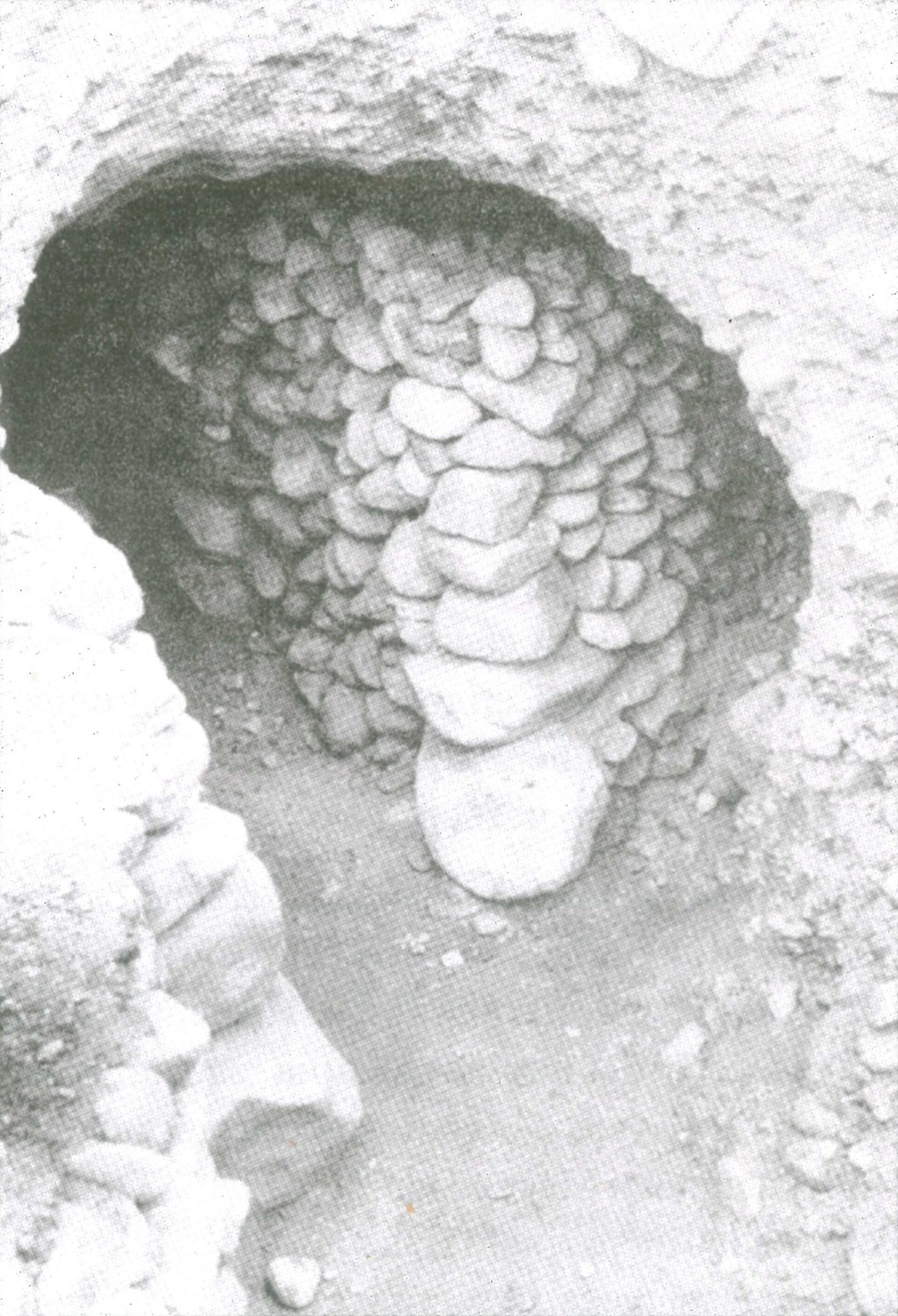 АНТИЧНИЯТ ЗЛАТОДОБИВ В СЕРДИКИЙСКАТА&nbsp;ОБЛАСТ